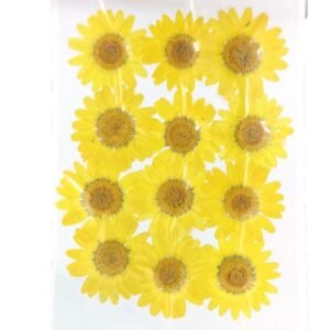 yellow daisy pressed dry flower