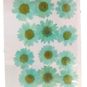 firozi daisy pressed dry flower