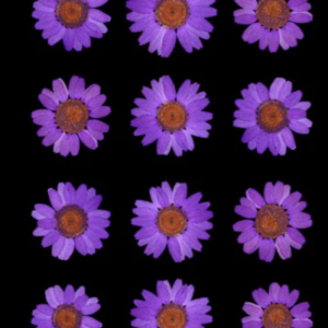 violet daisy pressed dry flower