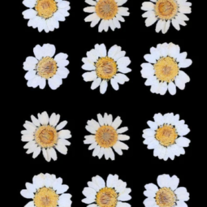 white daisy pressed flower